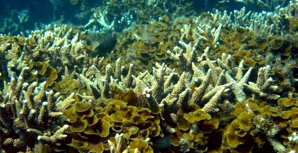 Un studiu asupra coralilor ar putea duce la crearea pastilei contra arsurilor solare