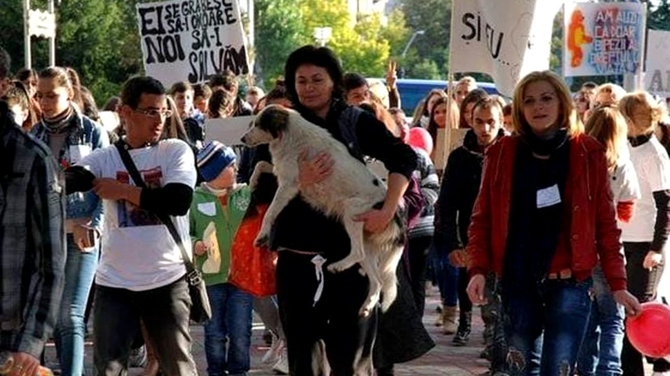 Puşa, mascota protestelor de după Colectiv, îşi caută stăpân