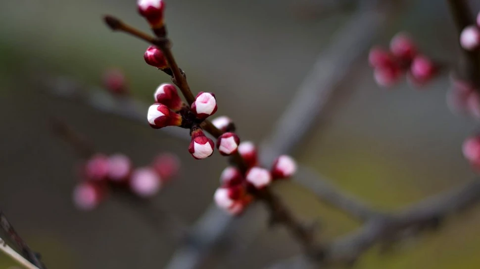 Prognoza meteo pentru următoarele patru săptămâni. Cum va fi vremea în luna martie?