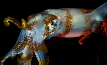 Acidificarea oceanelor ar putea micșora creierul calamarilor cu aproape 50%