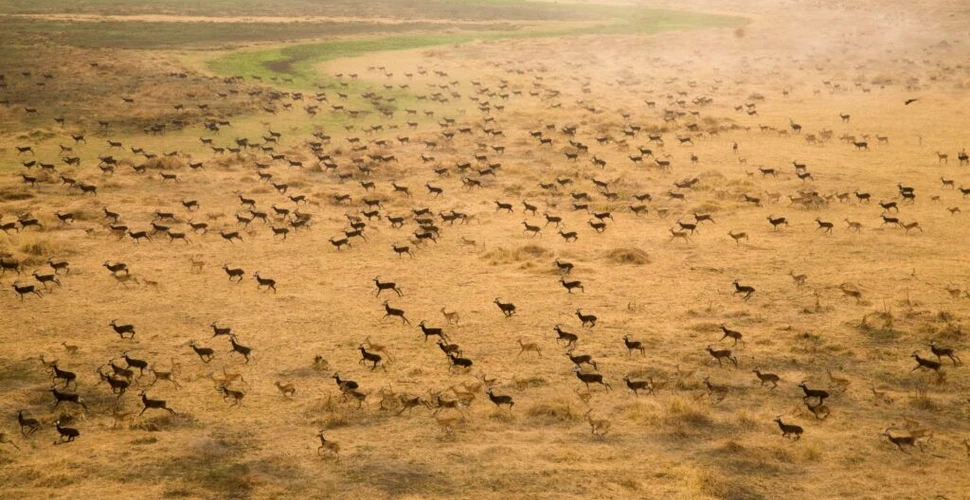 Cea mai mare migrație de mamifere terestre din lume a fost confirmată