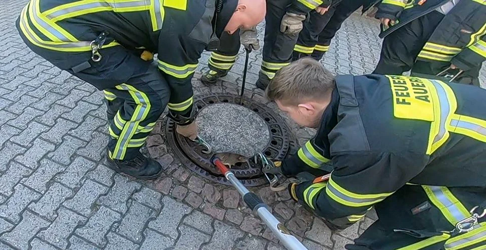 Cel puţin zece pompieri au venit să salveze un şobolan gras, rămas blocat