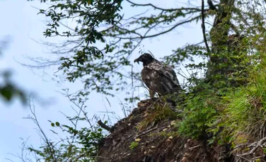 Primele poze cu zăganul Adonis în România, o pasăre foarte rară văzută după 80 de ani