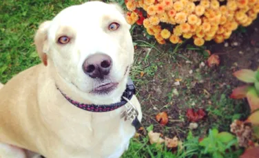 ”Cel mai trist câine din lume”, Lana, a fost abandonat din nou. Căţeluşa va fi eutanasiată dacă nu i se va găsi o nouă familie