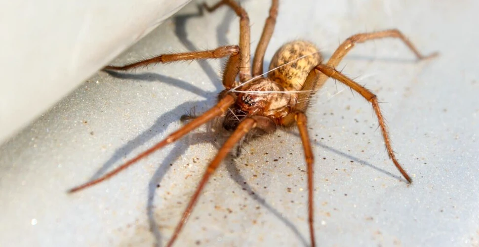 Australia are 48 de noi specii de păianjeni, în afară de cele aproape 3.000 cunoscute deja