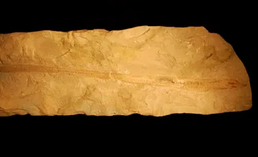 O fosilă veche de 100 de mii de ani conţine creatura ce oferă informaţii despre evoluţia vertebratelor