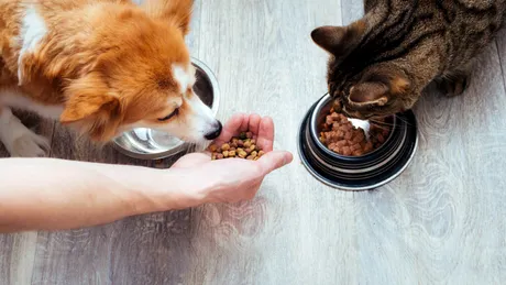 Hrana umedă pentru câini și pisici poate afecta mediul înconjurător
