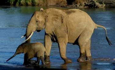 Instinctul de supravietuire al elefantilor creeaza noi familii