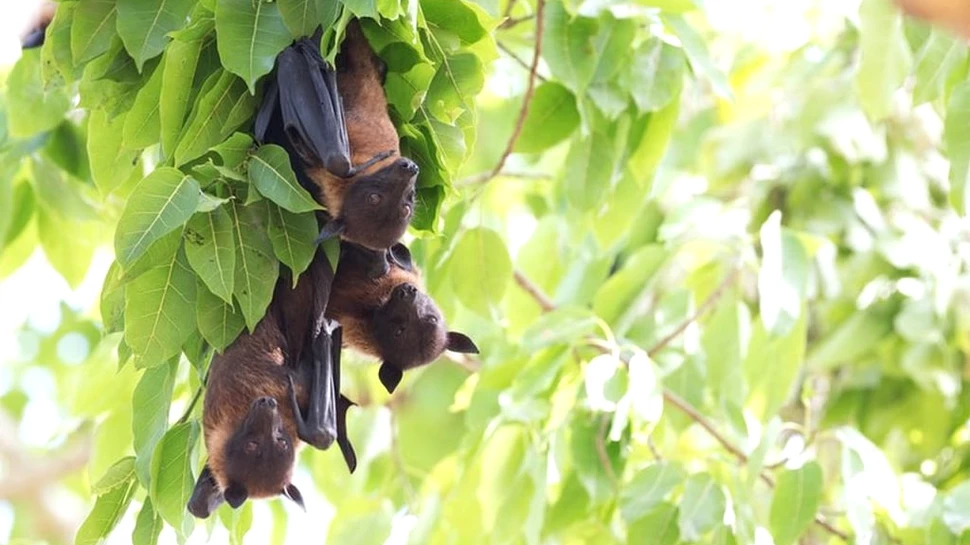 Liliecii din Elveția găzduiesc diverse virusuri, unele potențial zoonotice