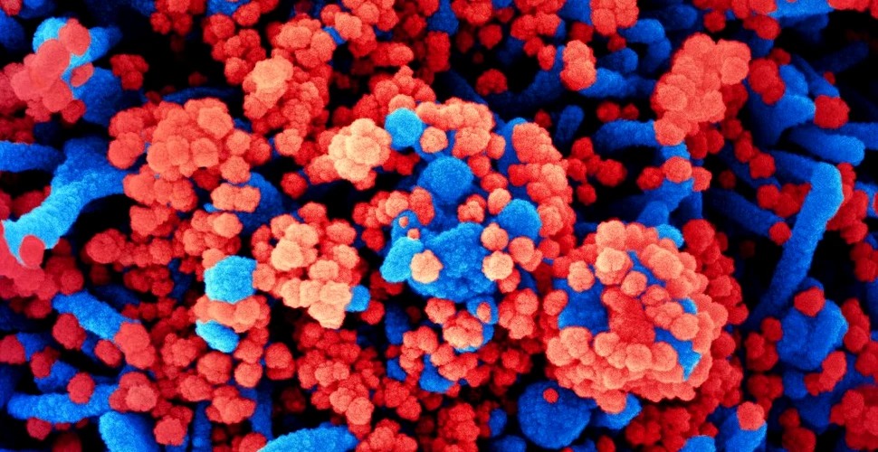 Un studiu global a identificat vulnerabilități comune la coronavirusurile SARS-CoV-2, SARS-CoV-1 și MERS