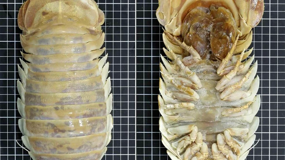 Izopodul gigantic ce trăiește în craterul asteroidului care a ucis dinozaurii