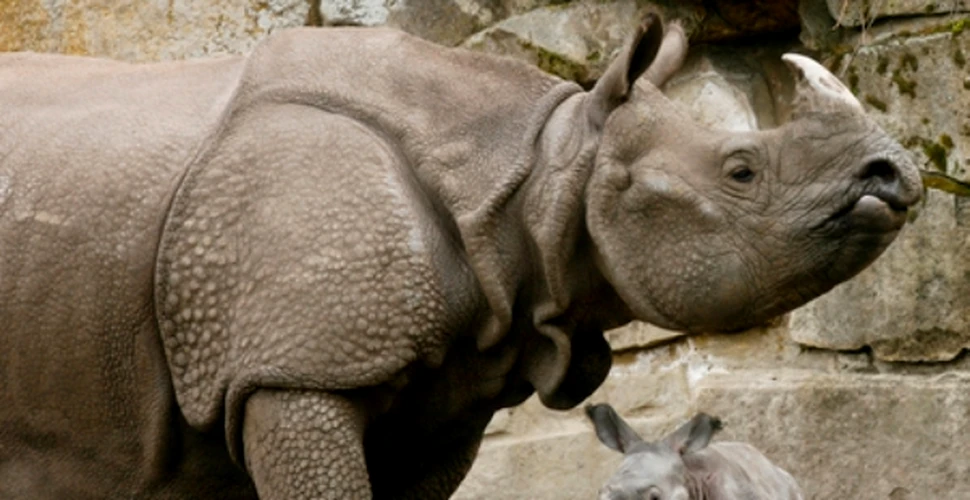 Rinocerii si elefantii Indiei sunt periclitati de inundatii si braconieri