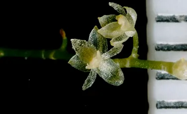 Cea mai mica orhidee din lume, descoperita din intamplare