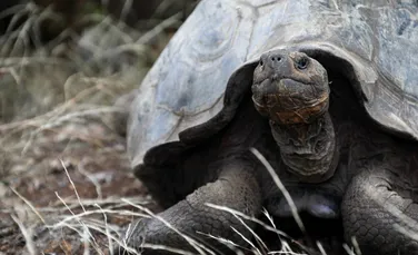 O specie de țestoasă uriașă, necunoscută științei până acum, a fost descoperită în Insulele Galapagos