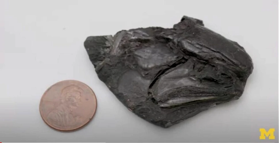 Cel mai bătrân creier de vertebrată, descoperit din greșeală de paleontologi