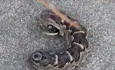 O creatură asemănătoare unui şarpe cu două capete a şocat o locuitoare din Argentina