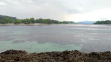 O specie de somn s-a adaptat de minune în apele poluate ale Indoneziei