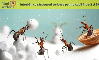Ce fac insectele iarna?