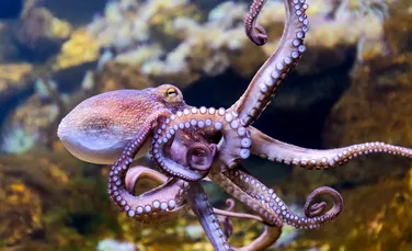 Chiar și caracatițele au coșmaruri! Imagini inedite surprinse într-un acvariu
