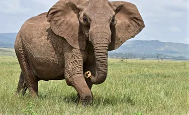 Locurile pe care elefanții le evită mai mult decât oricare alt animal