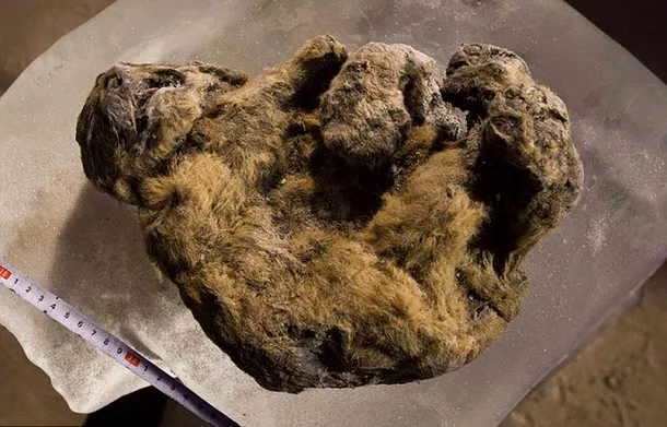 Oamenii de ştiinţă clonează leii de peşteră din Epoca de Piatra.