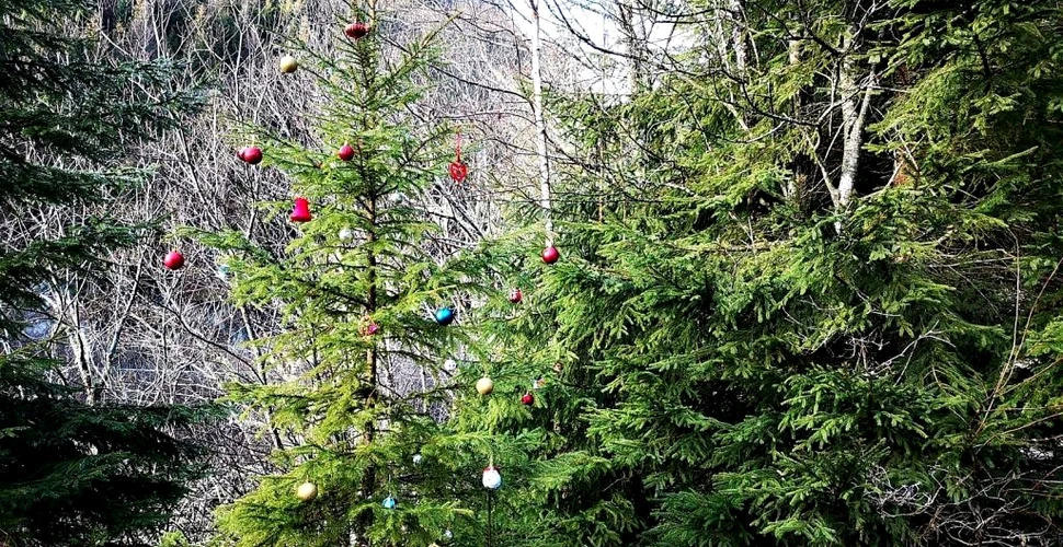 Peisaj inedit în Parcul Național Retezat. Un brad a fost împodobit cu ornamente de Crăciun