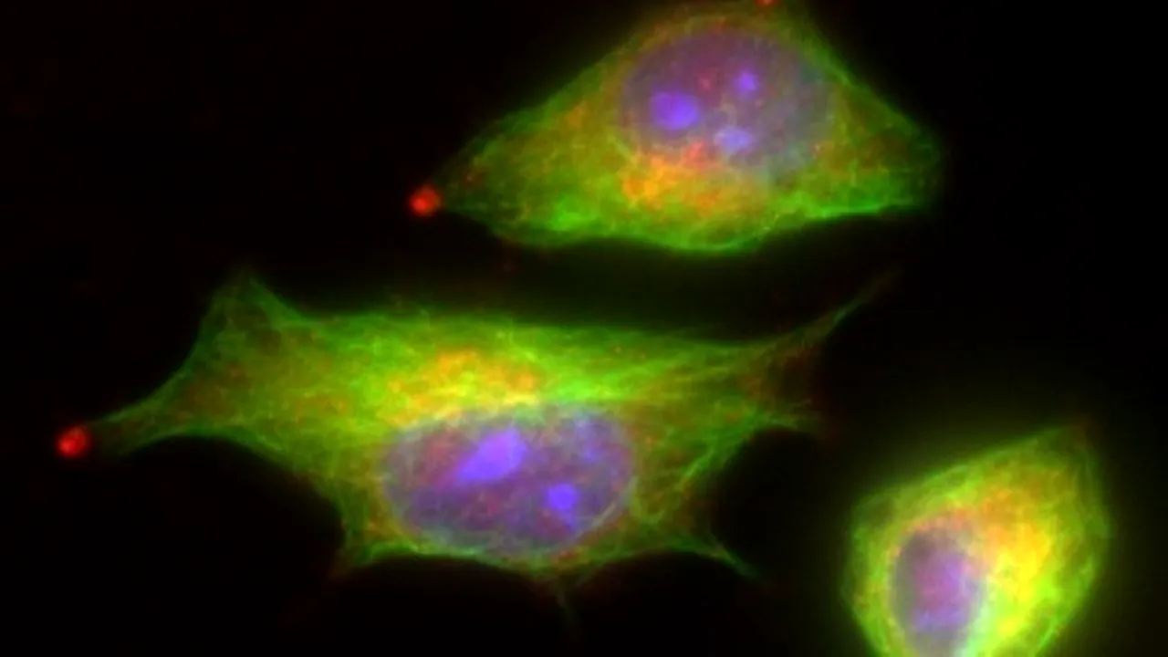 1-adenovirus 