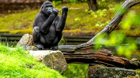 Test de cultură generală. De ce maimuțele s-au oprit din evoluție?