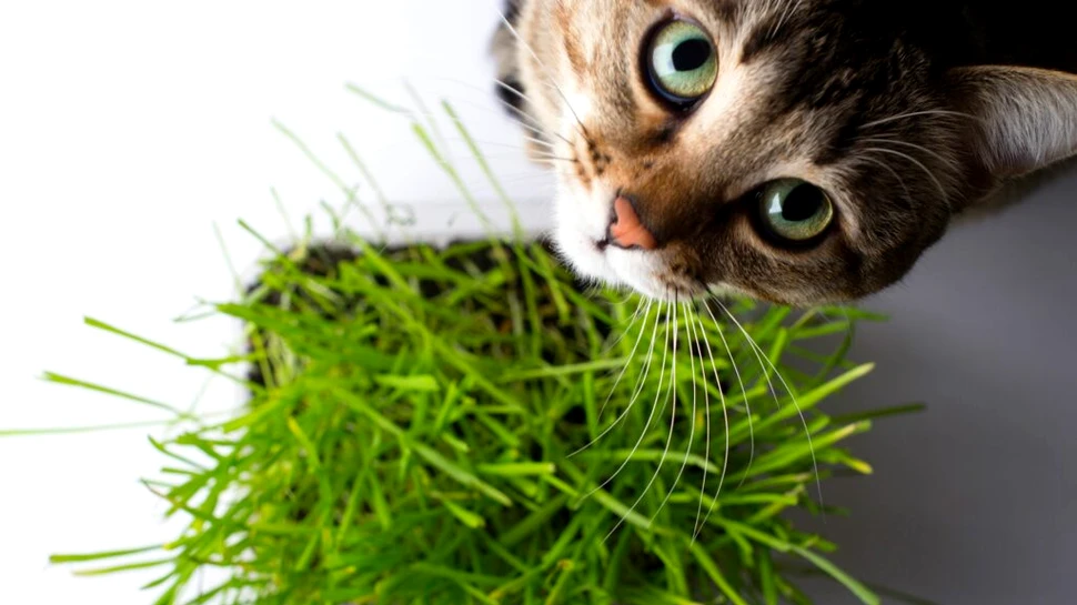 Animalele de companie ajută bebelușii să aibă mai puține alergii alimentare