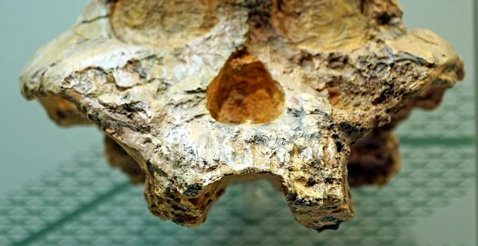 Cele mai vechi date genetice umane, extrase de la fosile de hominid vechi de 2 milioane de ani