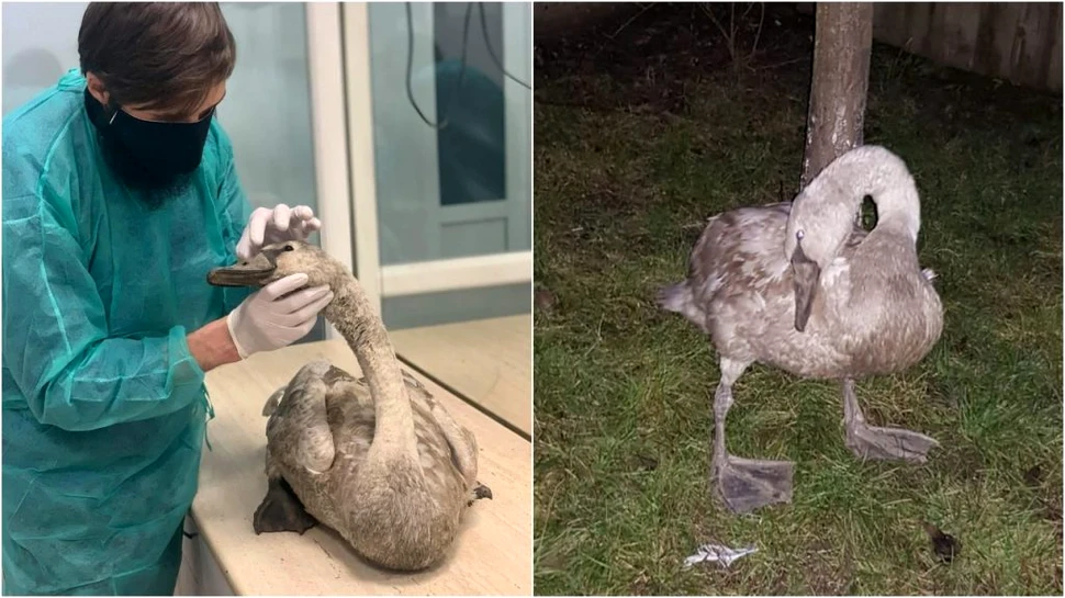 O lebădă înfometată și cu tulburări nervoase, salvată de Garda de Mediu din Botoșani