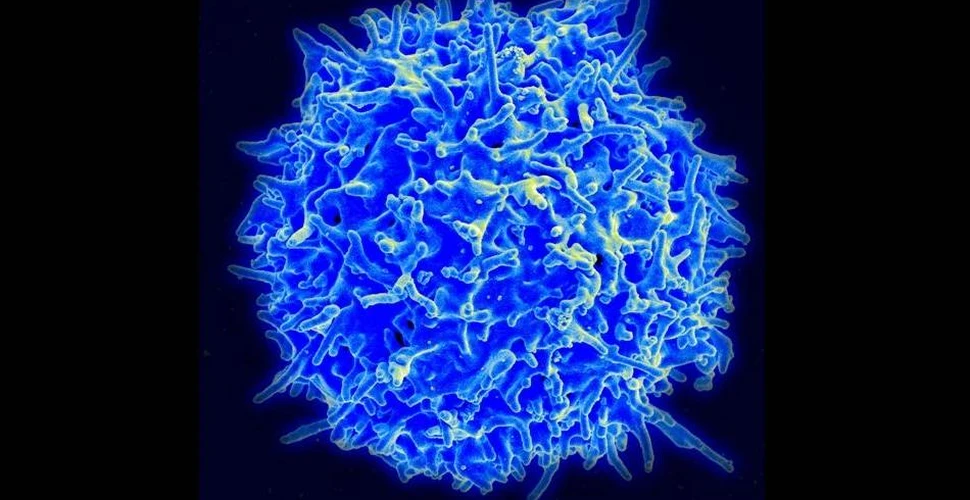 Descoperire majoră: celule stem „ucigaşe” pot distruge celulele canceroase
