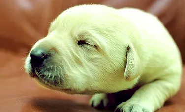 În Marea Britanie s-a născut un căţel din rasa Labrador Retriever cu blana de culoare verde