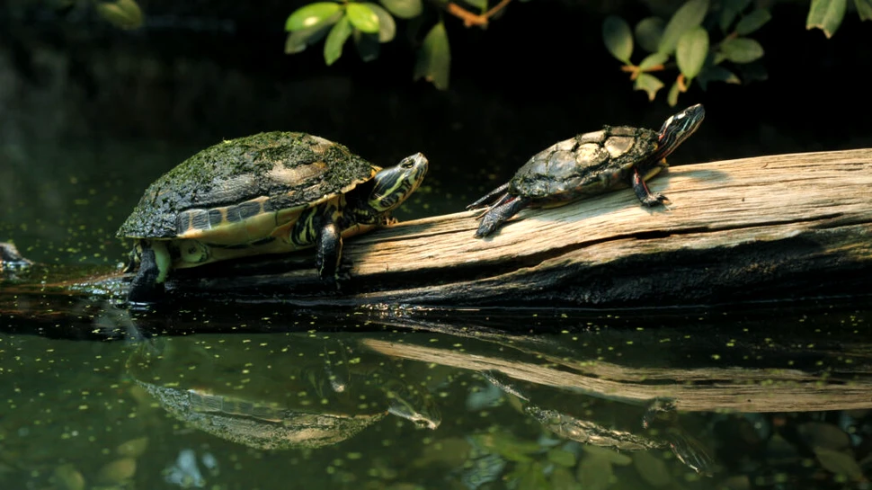 Secretele îmbătrânirii, dezvăluite în cel mai amplu studiu privind longevitatea reptilelor