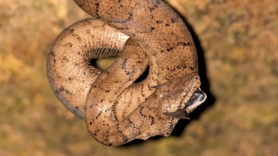 Cel mai înfricoşător loc: peştera în care şerpii boa vânează lilieci (VIDEO)