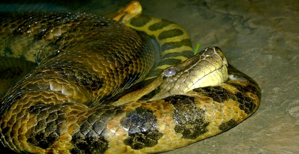 Anaconda – Sarpele Zeu al Amazonului