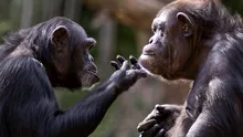 Comunicarea între bonobo seamănă cu limbajul uman mai mult decât credeam