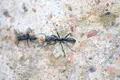 O specie de furnici își tratează rănile infectate cu antibiotice