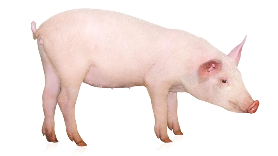 Premieră medicală: inima unui porc modificat genetic a fost transplantată în pieptul unei maimuţe