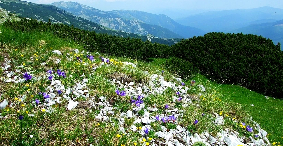 Descoperă grădina botanică a Retezatului (GALERIE FOTO)