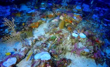 Cea mai mare adâncime la care a fost observată albirea la corali