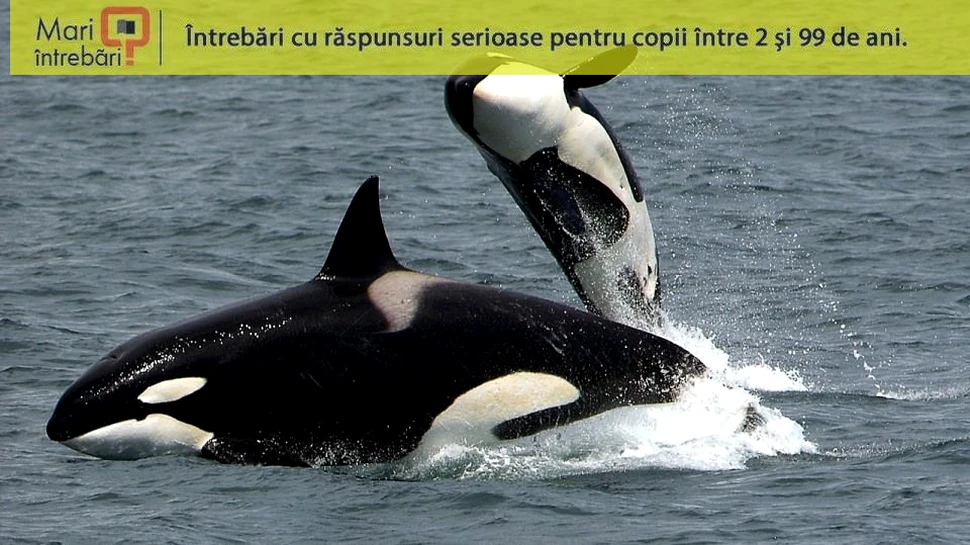 De ce sunt balenele atât de mari?