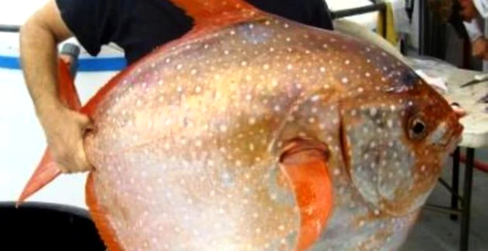 Acesta este singurul peşte cu sânge cald. Descoperirea i-a uimit pe cercetători – VIDEO