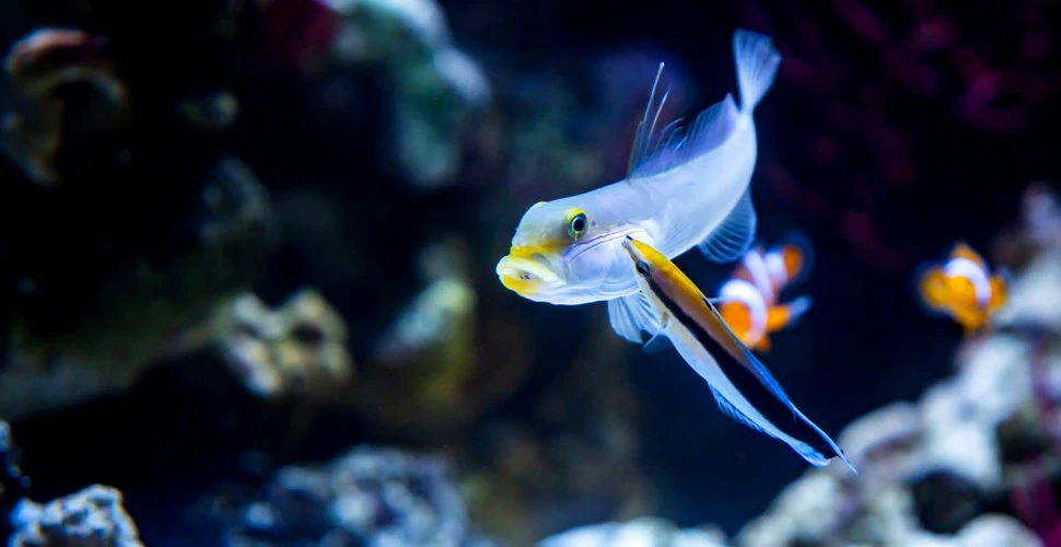 Noi dovezi care arată că peștii au conștiință de sine. Ce alte animale mai au această capacitate?