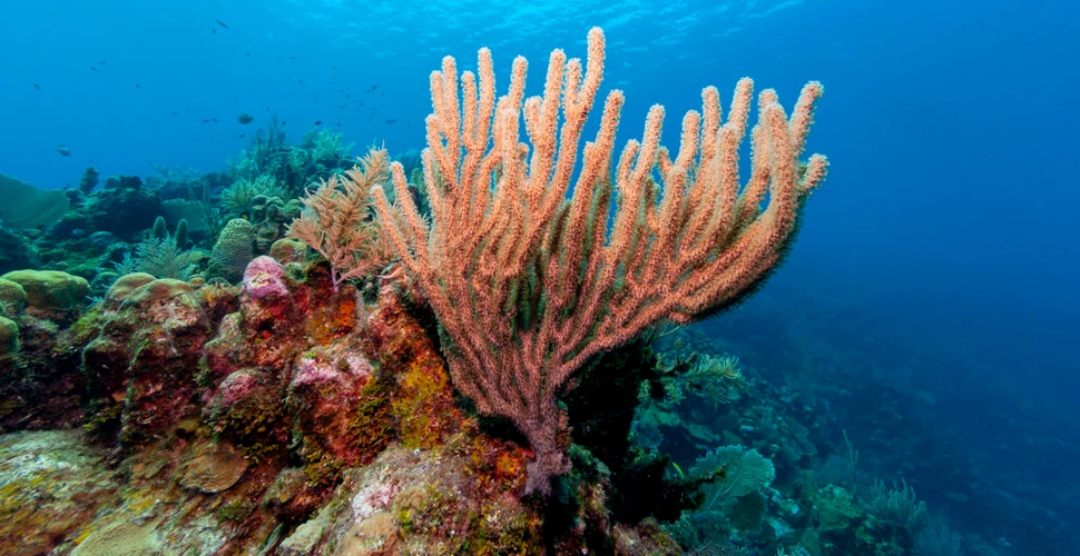 Peste 1.000 de corali tineri, plantați în recifurile din Florida pentru a salva un ecosistem pe cale de dispariție