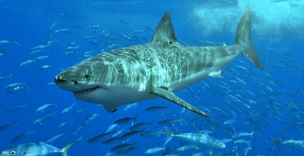 Un prădător gigantic a atacat şi mâncat un rechin. Biologii nu ştiu cu ce specie au de-a face