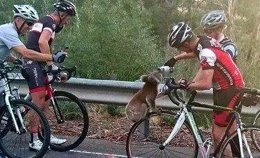 Moment emoţionant în Australia. Un urs koala opreşte un biciclist pentru a-i cere … APĂ – FOTO+VIDEO