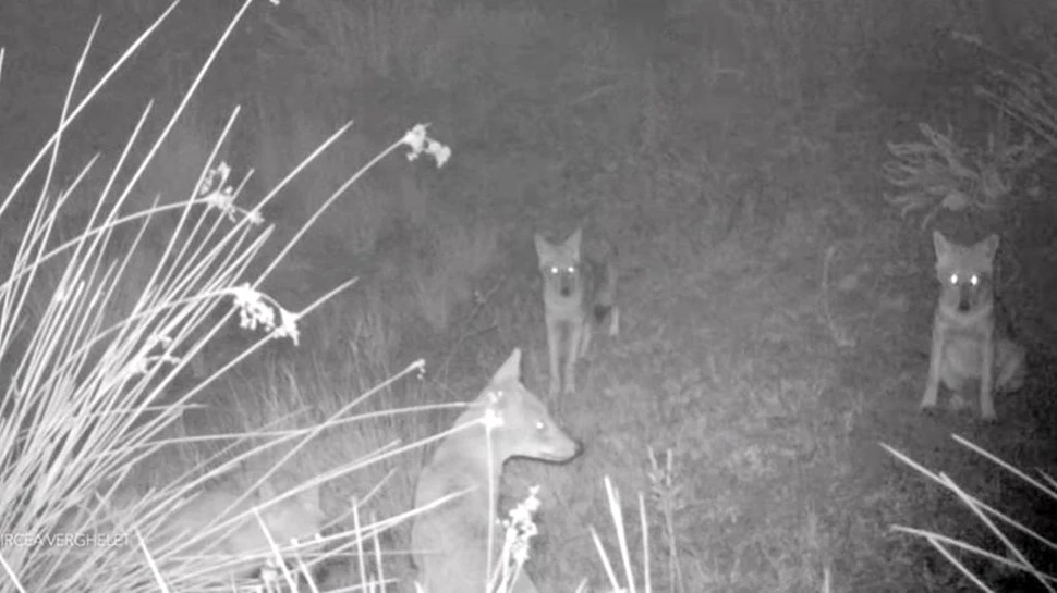 Sunete de-a dreptul înfricoșătoare la Tulcea, cauzate de mai mulți șacali, înregistrate de camerele de monitorizare a faunei