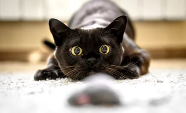 Oamenii de știință au descoperit cel mai bun mod prin care să atragi atenția unei pisici