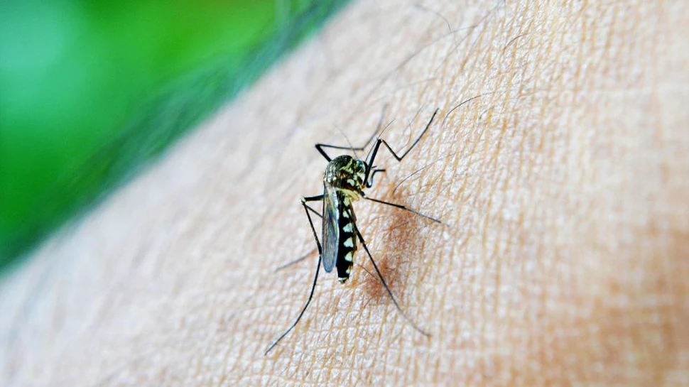 Ţânţarii modificaţi genetic ar putea să oprească răspândirea a patru tulpini asociate febrei denga